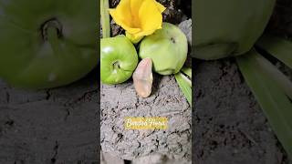 Kaner fruit Flower 🌼🍐  indoor plants  houseplants  nature trending plants shorts aesthetic [upl. by Heath495]