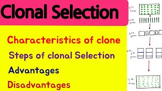 Clonal Selection  Clone  Procedure of clonal Selection  Advantages amp disadvantages [upl. by Enaz]