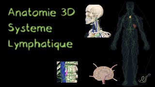 Description Anatomique 3D du Système lymphatique Naturosoutien [upl. by Winzler]