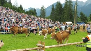 Ochsenrennen zum 125jährigen Jubiläum der Feuerwehr Wallgau am 06082016 [upl. by Roswell]