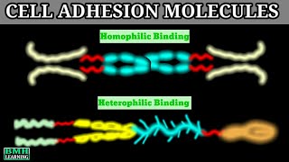 Cell Adhesion Molecules  CAMS  Cadherin Integrin IGCAMS Selectin [upl. by Dominus]