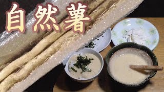 自然薯もらったので食べてみた。うまいぞ。 自然薯の食べ方。 とろろ汁 団子汁 山芋。男の料理。レシピ。 Jinenjo [upl. by Ijnek]