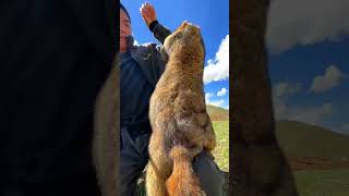 Cute Wild animal bobak marmot or prairie dog eating cookies yummy 110 [upl. by Dlonyer411]