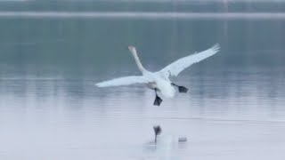 Takeoff And Landing  Uncut One Clip  Whooper Swan [upl. by Ennairek649]