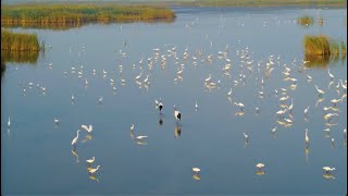 Exploring migratory bird heaven in Yancheng east China’s Jiangsu Province [upl. by Adlanor]