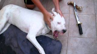 dogo argentino attack [upl. by Swarts]