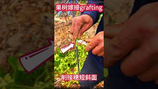 20秒快速教你如何嫁接柑橘果樹，一看就會的果樹嫁接技巧Quickly teach you how to graft citrus trees in 20 seconds graft skills [upl. by Pleasant]