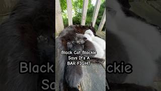 Black Cat Blackie Says It’s A BAR FIGHT shorts blackcat kittens catfight catlover funnycats [upl. by Yevreh]