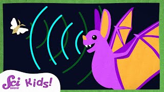 How Do Bats See with Sound  Echolocation  Amazing Animal Senses  SciShow Kids [upl. by Inavihs649]