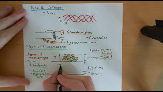 Rheumatoid Arthritis and Antirheumatoid Drugs Part 2 [upl. by Bannasch707]