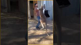 Women rescue baby kangaroo kangaroo facts animals education rescue shorts [upl. by Xenia]