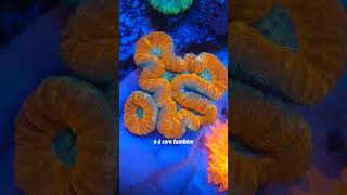 LPS Lobophyllia Premium Coral [upl. by Allenaj]