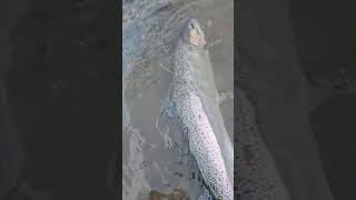 Alaska steelhead [upl. by Lovering398]