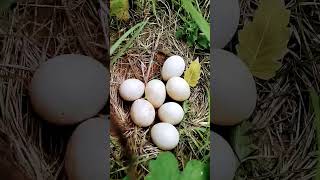 Mor k ande peacock eggs 🥚🥚🥚🥚🥚 p🦚🥚🦙🦌🐐🦅🦜🦇🐦‍⬛🐓🐔🐦🕊️ [upl. by Notsuj189]