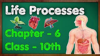 life processes class 10 science biology  ncert class 10th life processes [upl. by Anaek]