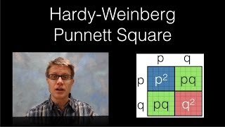 HardyWeinberg Punnett Square [upl. by Iek]