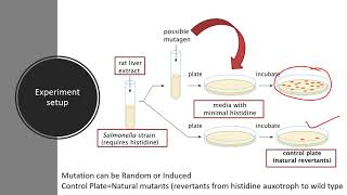 Ames test for the detection of potential mutagen [upl. by Aseek891]