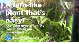 Hygrophila pinnatifida  A fern like plant thats easy to grow Fincasters episode 149 [upl. by Donny595]