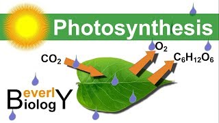 Photosynthesis and Respiration [upl. by Nedda994]