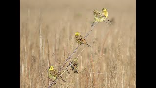 Natuurgebied de Maashorst  GeelgorsEmberiza CitrinellaYellowhammer [upl. by Jaye]