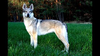 Wilczak Czechosłowacki  Cataleya quotDżumquot  Československý vlčák  Czechoslovakian Wolfdog [upl. by Dunton]