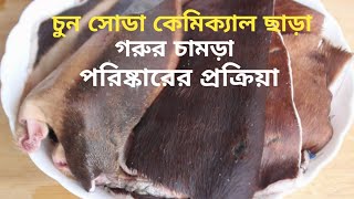 চুন সোডা কেমিক্যাল ছাড়া গরুর চামড়া পরিষ্কারের প্রক্রিয়া The process of cleaning cowhide [upl. by Namad]