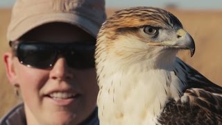 Ferruginous Hawk Falconry [upl. by Aime]