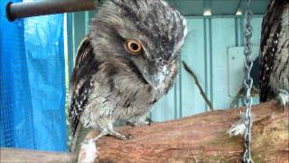 Tawny Frogmouth [upl. by Jaworski]