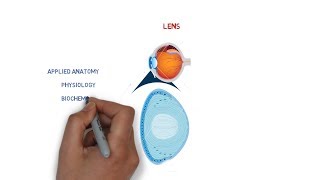 lens anatomy  structures  physiology and biochemistry  eye ball [upl. by Ttemme]