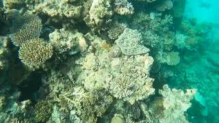 Barrier Reef 2024 SD 480p [upl. by Hassadah]