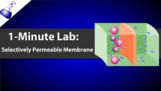 Membrane Potential Equilibrium Potential and Resting Potential Animation [upl. by Klein183]