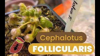 Cuidados de la CEPHALOTUS FOLLICULARIS [upl. by Suolkcin440]