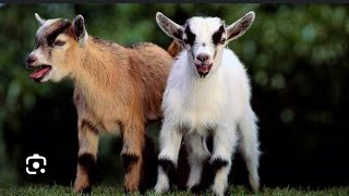 SAANEN GOAT ALPINE GAOTNUBIAN GOAT LAMANCHA GOAT VIDEO [upl. by Gluck682]