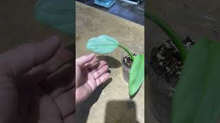 philodendron silver sword انتاج محمية صديق البيئة [upl. by Kevon762]