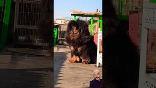 Mastiffs The Gentle Giants that Rule the Dog Fighting Ring mastiff dog animals youtube shorts [upl. by Lyndy]