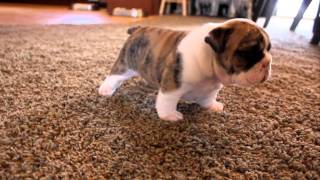 English Bulldog puppies learning to walk for the first time [upl. by Assirod883]