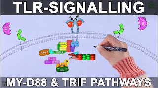 TLR Signalling Pathway [upl. by Nnylatsirk738]