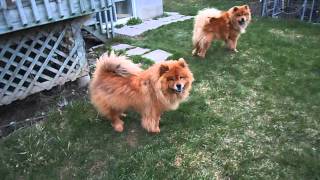 Chow chows fighting [upl. by Latsryk133]