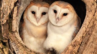 Barn Owl Pair Raise First Ever Chicks  Full Story  Willow amp Ghost  Robert E Fuller [upl. by Ydnirb]