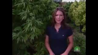 Marijuana Inc Inside Americas Pot Industry  CNBC [upl. by Wilone528]