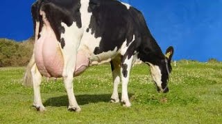 Curso Alimentação de Vacas Leiteiras em Pasto e em Confinamento  Estratégias de Alimentação [upl. by Moshe]