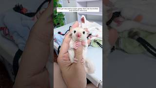 This girl rescued a baby sugar glider who had lost its mother and raised it animalshorts [upl. by Wendalyn]