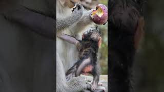 Famous Monkey Researchers and Primatologists babymonkey history adorablebaby fact [upl. by Jonas]