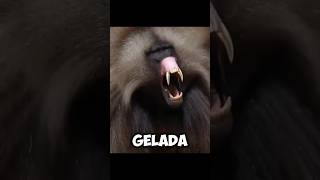 The GELADA BABOONS  Incredible UPPER TEETH 😥 [upl. by Notneuq]