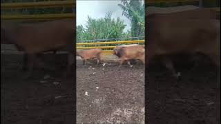 youtube cow micropig automobile piglet pig boxing familiapig boxeo pigue [upl. by Hayidan]