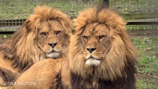 Barbary Lions [upl. by Pierrepont]