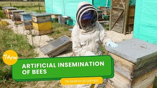 Artificial insemination of bees [upl. by Enaxor230]