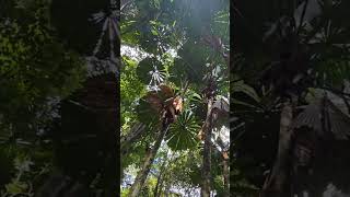 LICUALA PALM FAN PALM KURANDA queenslandtourism cairnslobster travelvideo [upl. by Silenay]