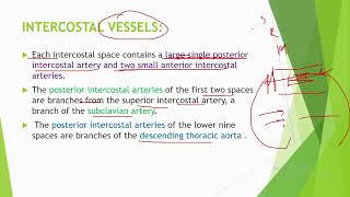 INTERCOSTAL VESSELS Blood supply of thoracic wall [upl. by Shabbir]