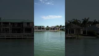 Nature Dolphins Mating In Bay In Florida animals dolphin shorts [upl. by Barcot]